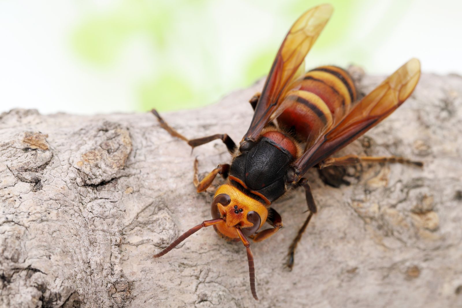 Asian Giant Hornet