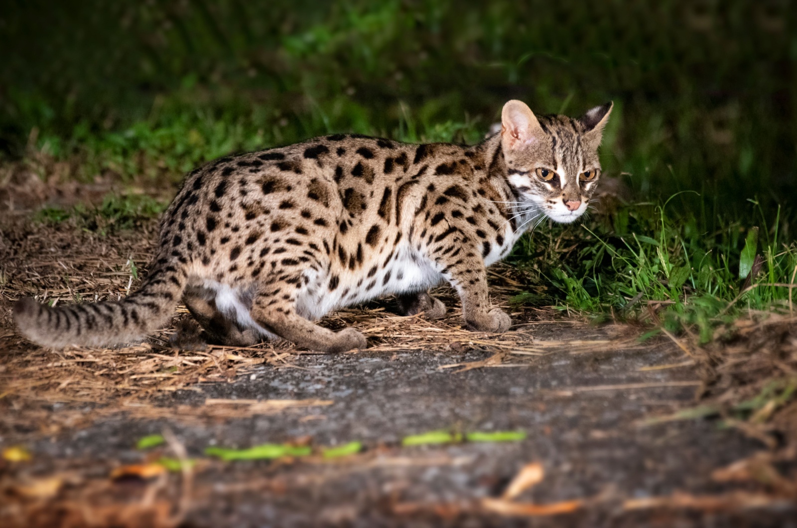 Asian Leopard Cat