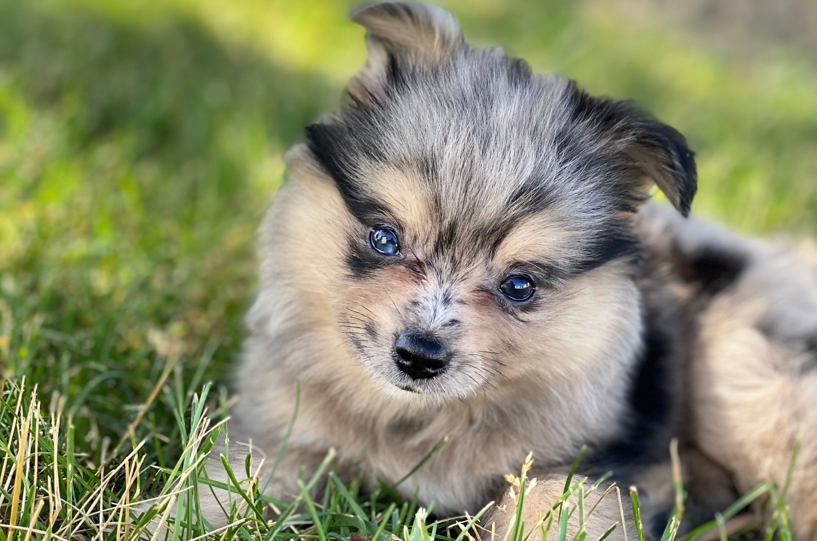 Aussie Pom