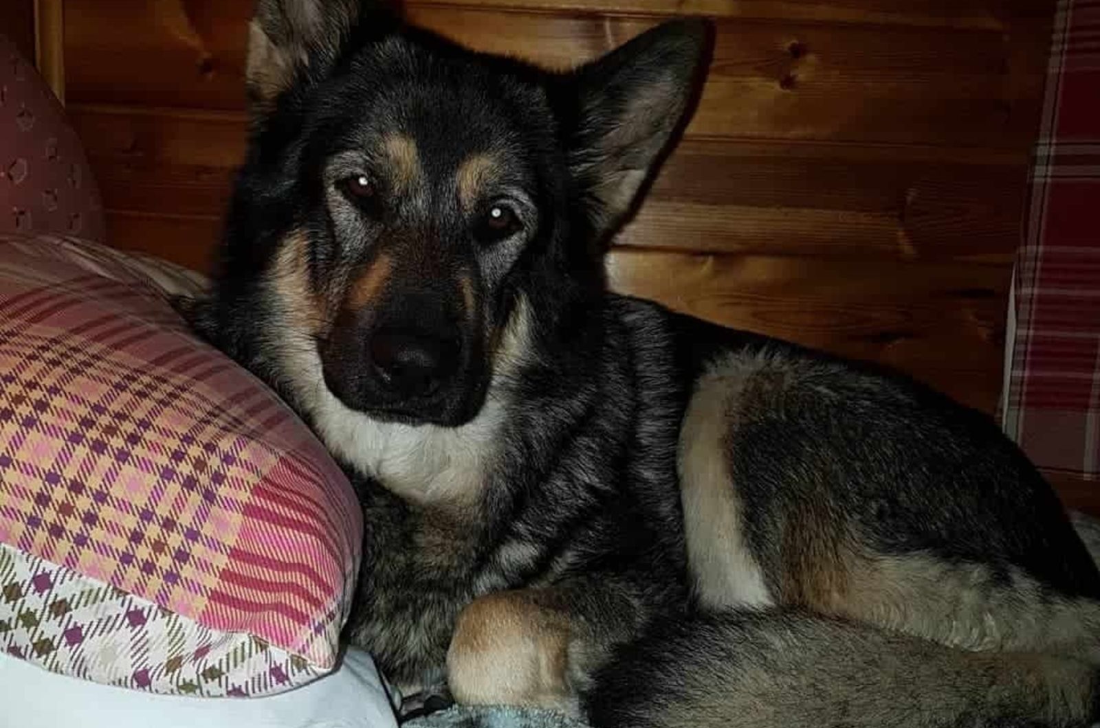 Aussie Shepherd Malamute