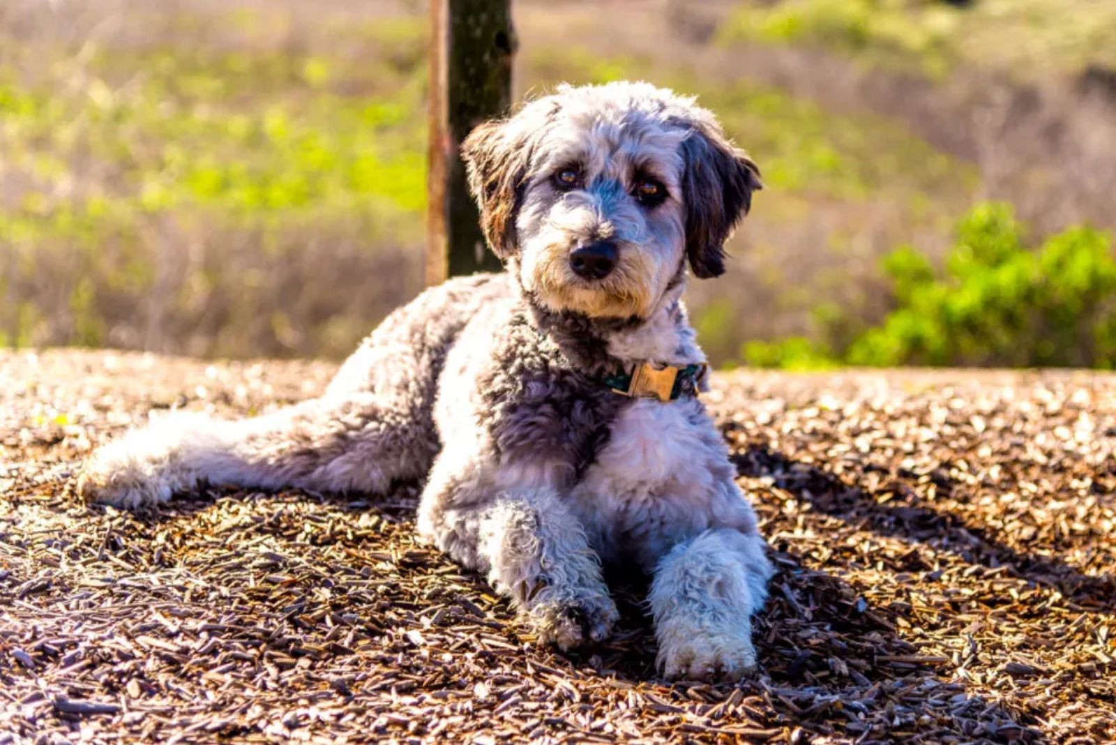 Aussiedoodle