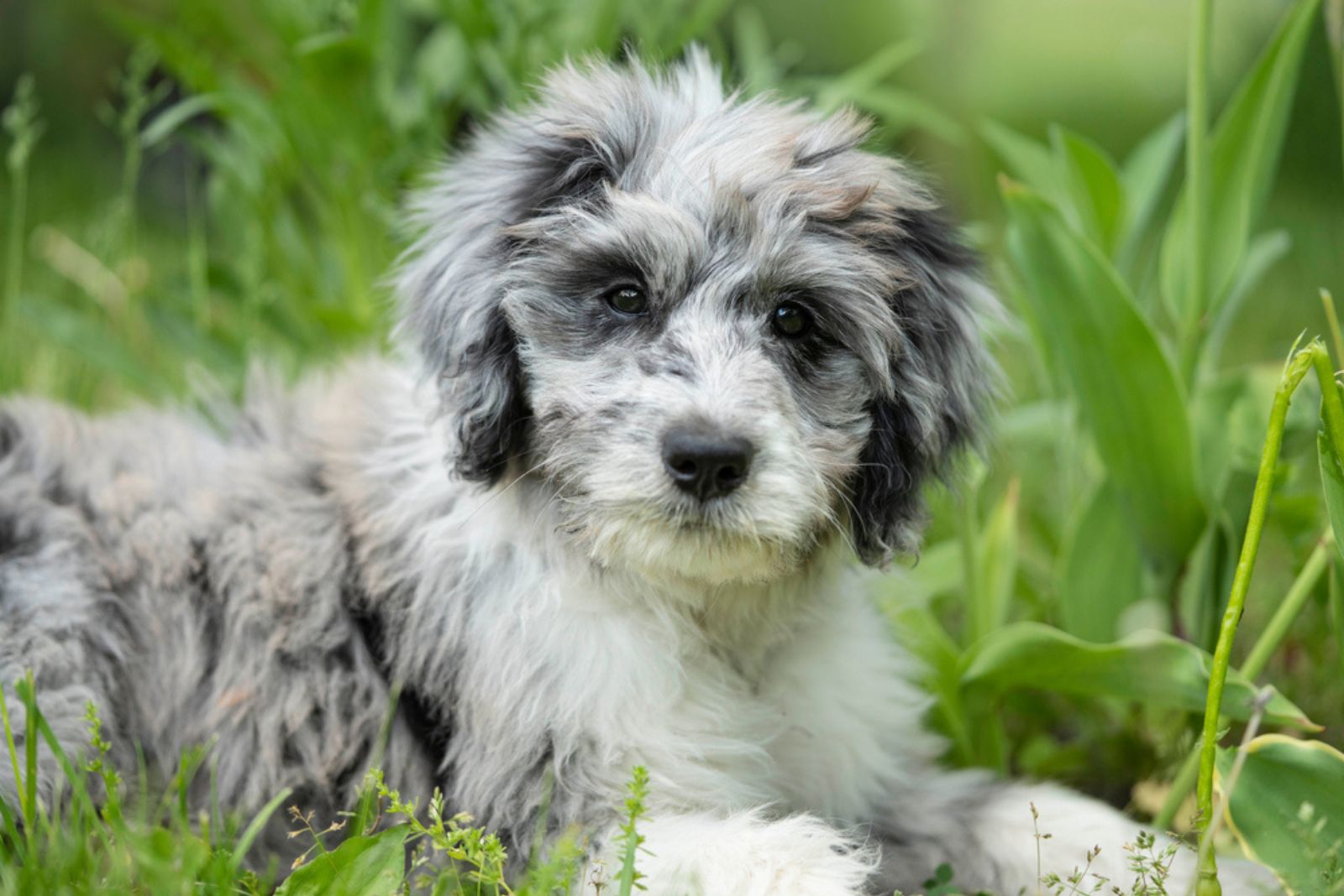 Aussiedoodle dog