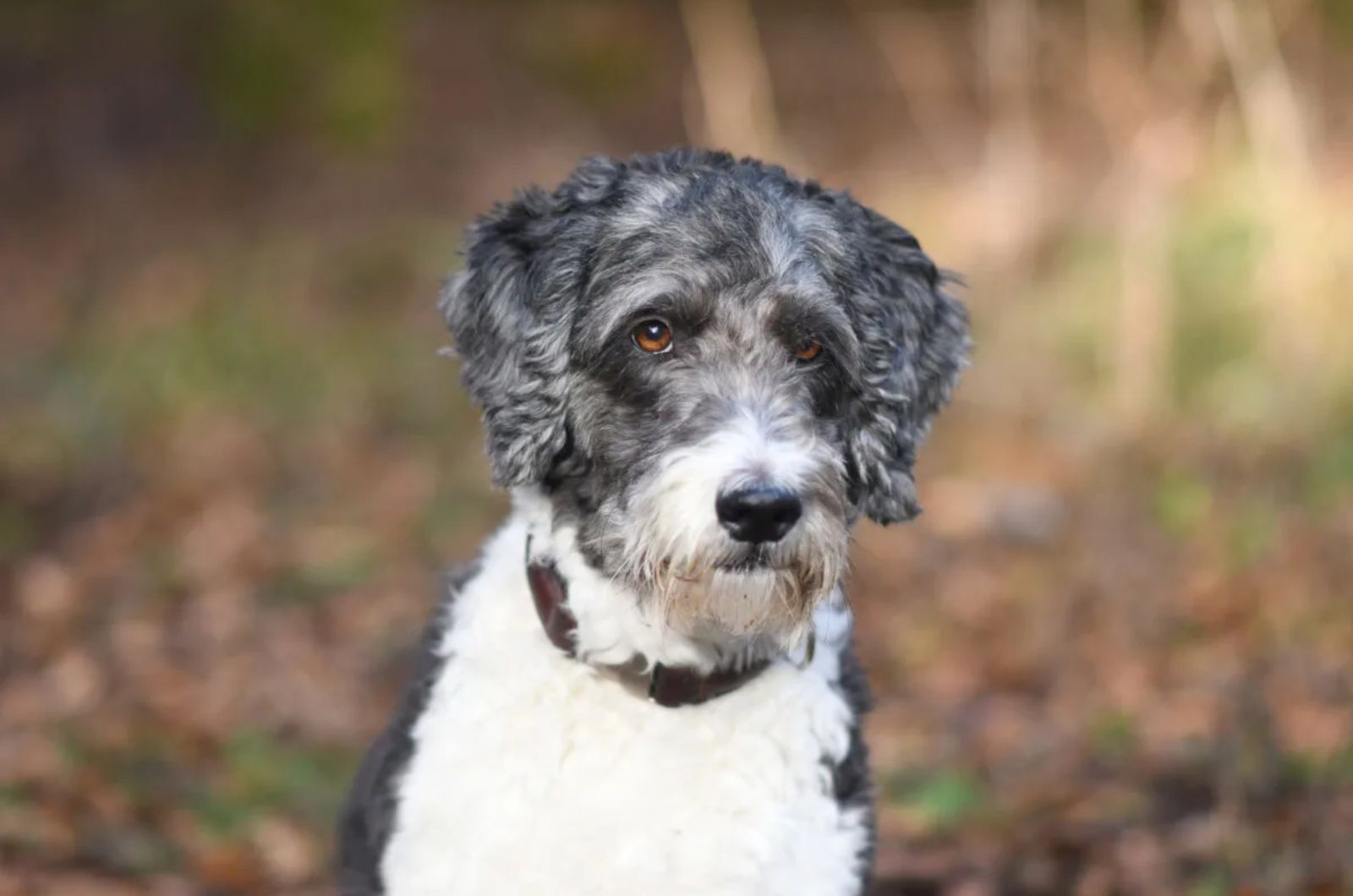 Aussiedoodle