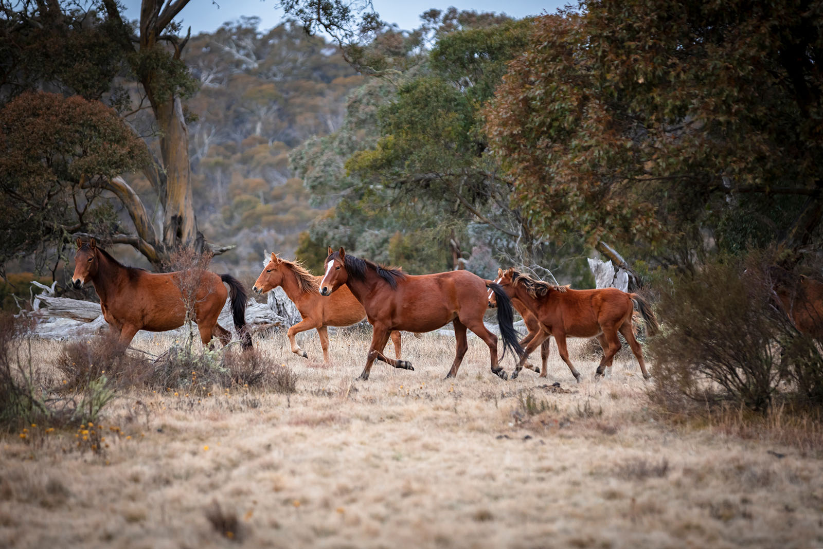 Australian Brumbie