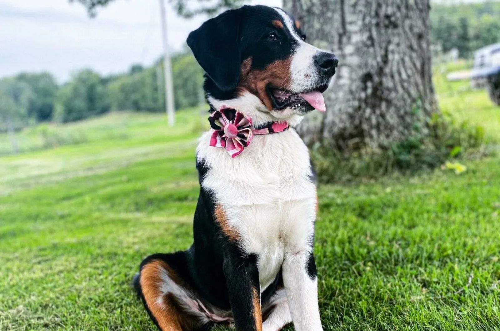 Australian Cattle Dog X Bernese Mountain Dog Mix