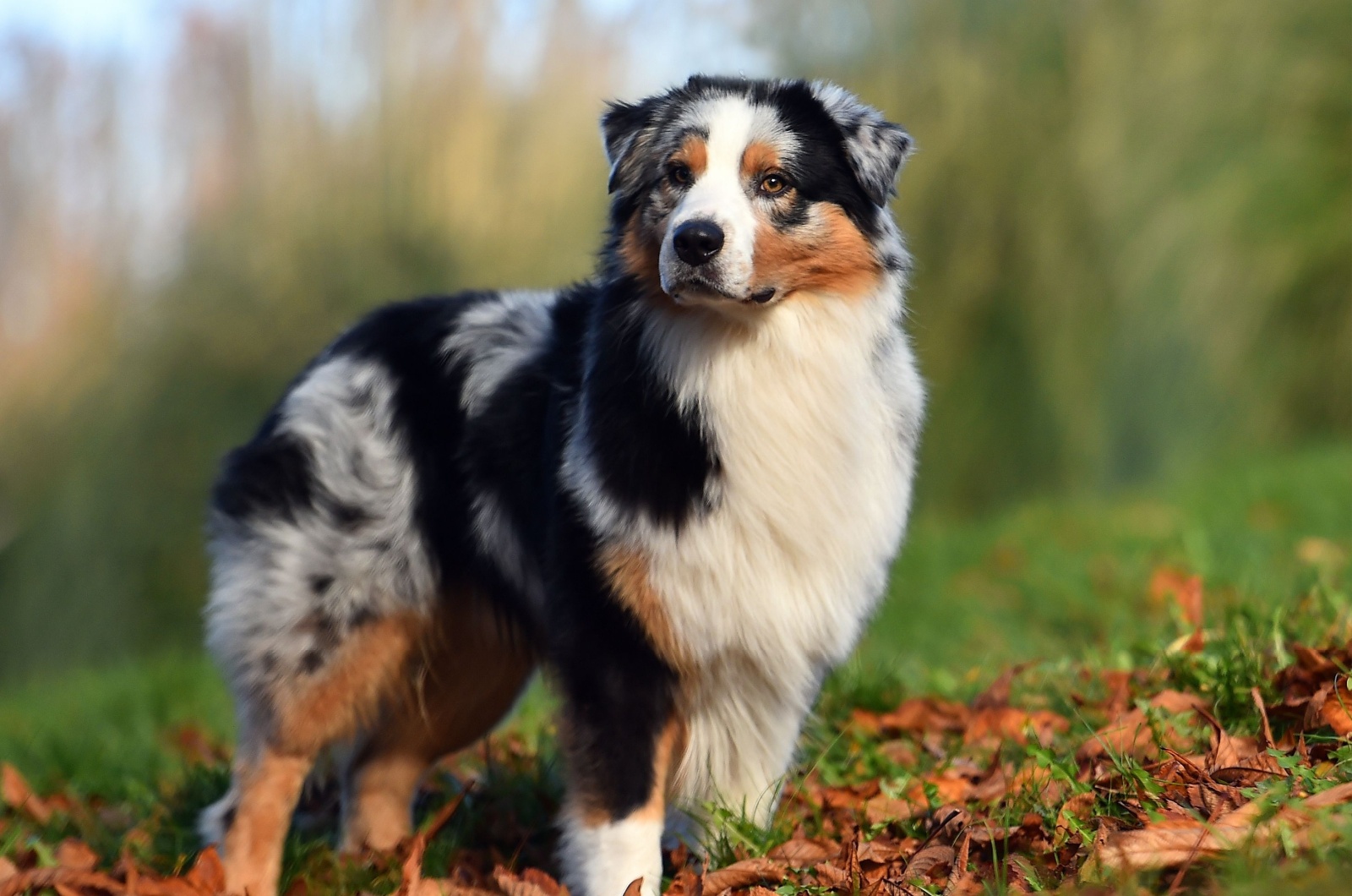 Australian Shepherd