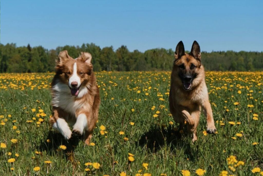 Australian Shepherd