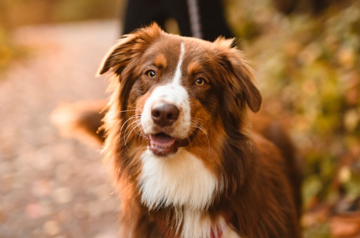 Talkative Dogs 10 Most Talkative Dog Breeds That Love To Bark And Always Have ...