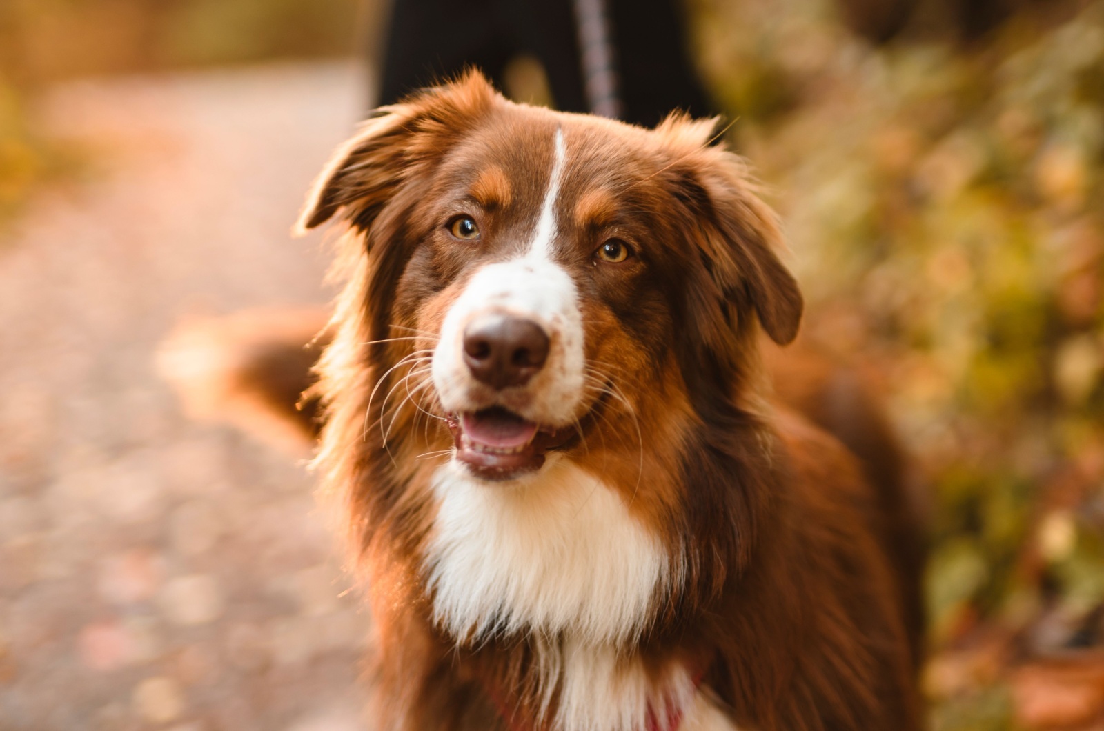 Australian Shepherd