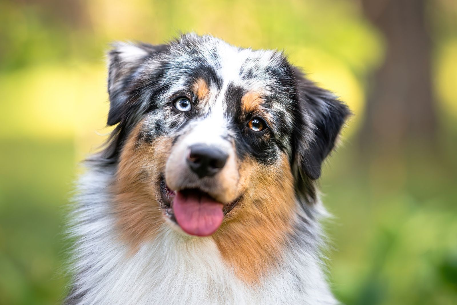 Australian Shepherd