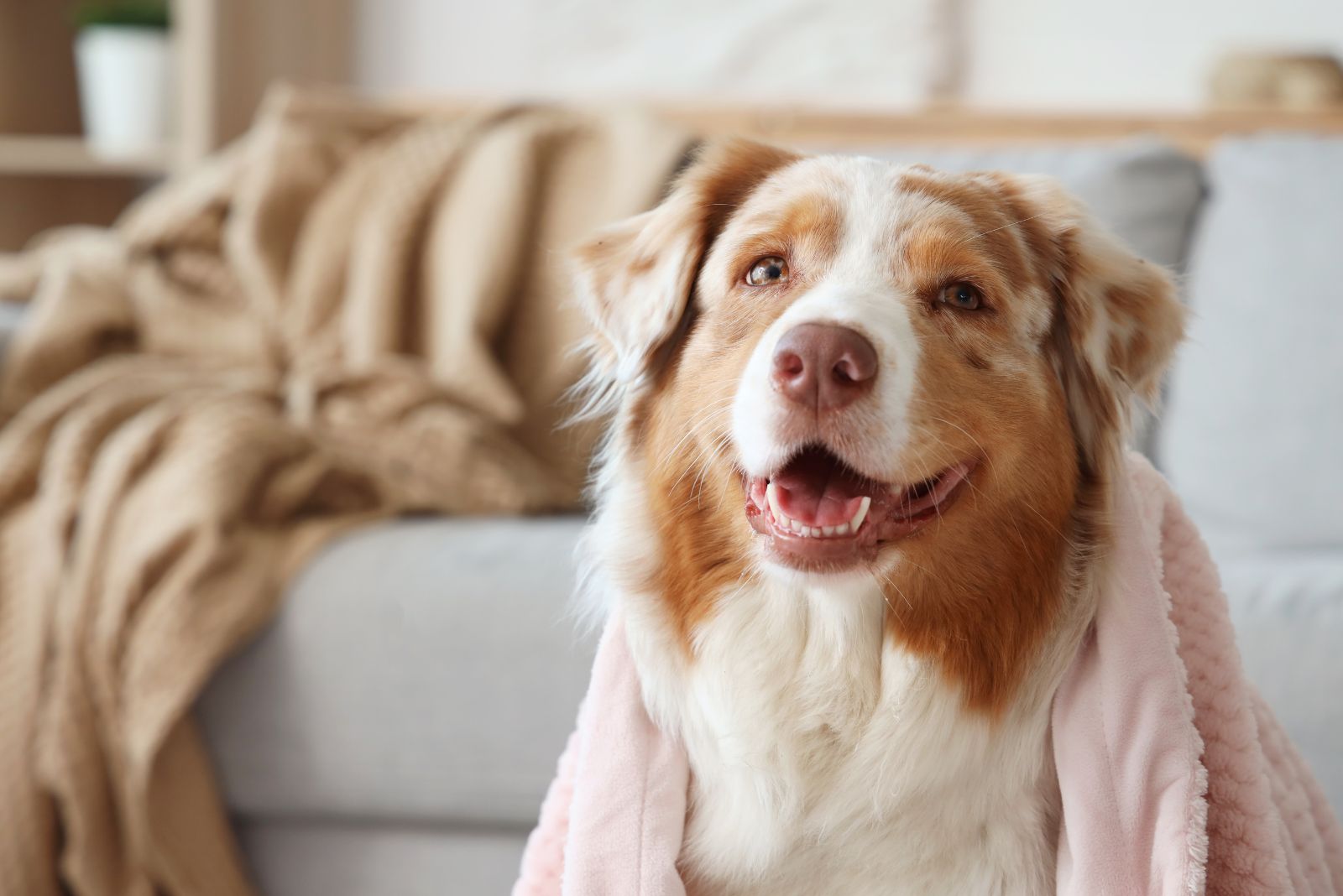 Australian Shepherd