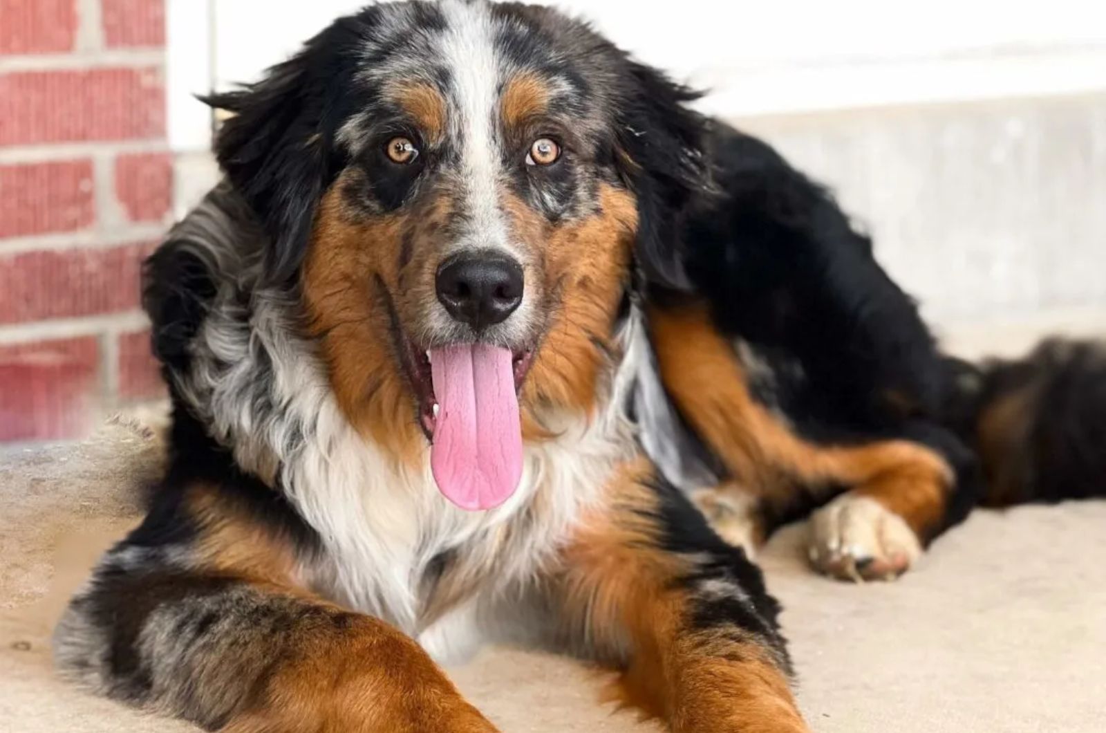 Australian Shepherd X Bernese Mountain Dog Mix