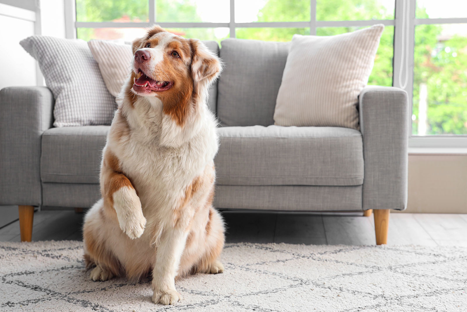 Australian shepherd dog