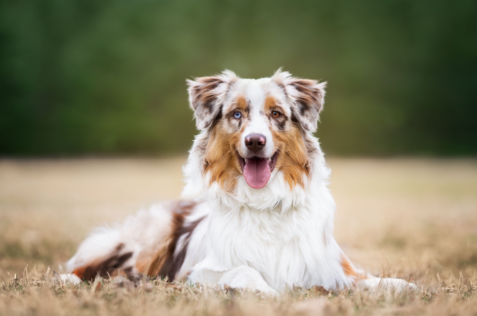 Australian Shepherd