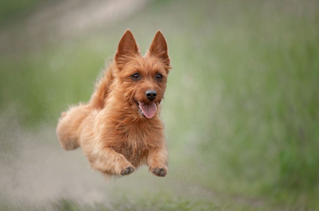 Australian Terrier