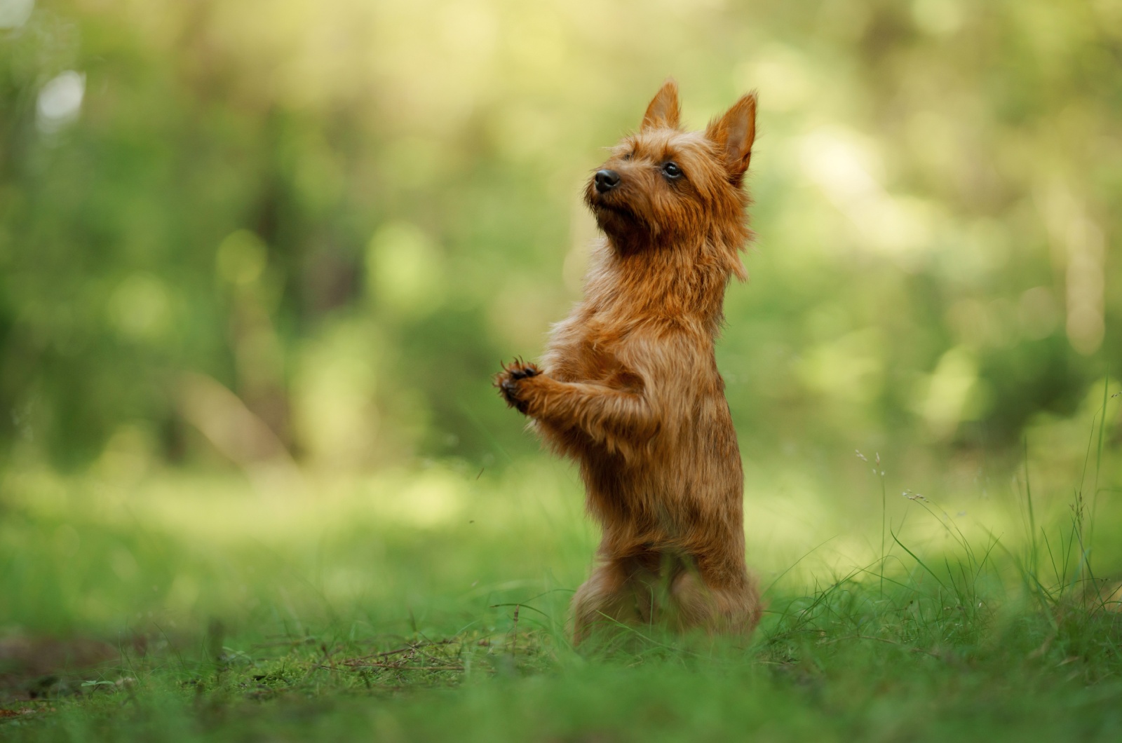 Australian Terrier