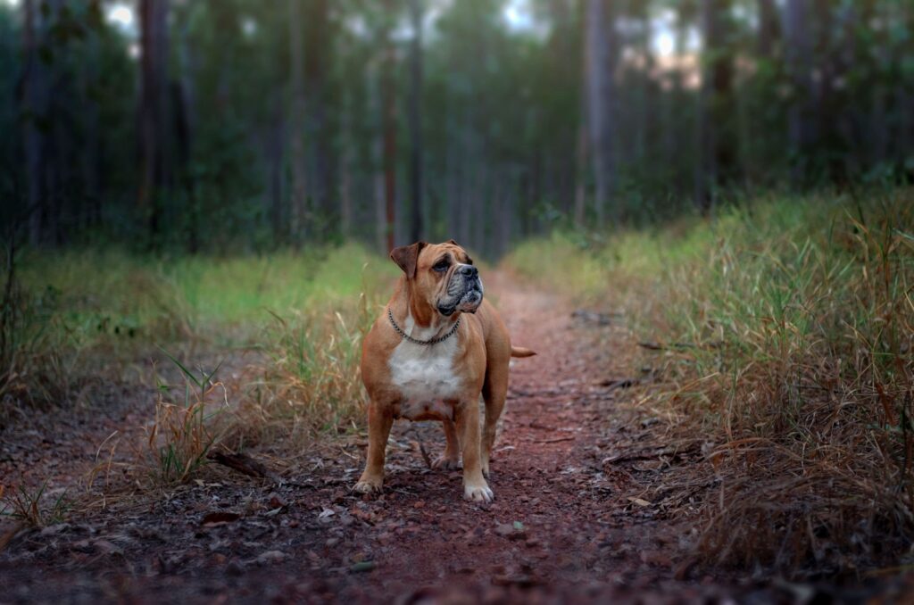 Australian bulldog