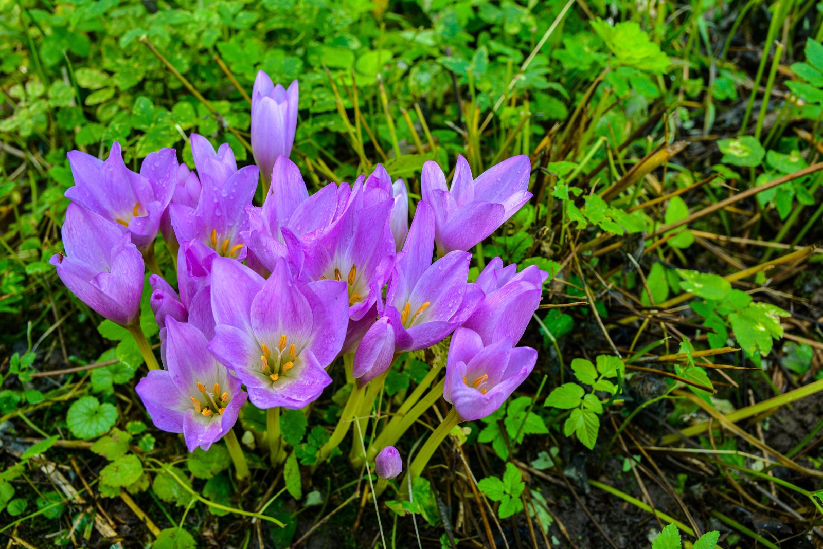 Autumn Crocus