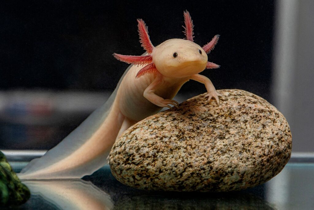 Axolotl 