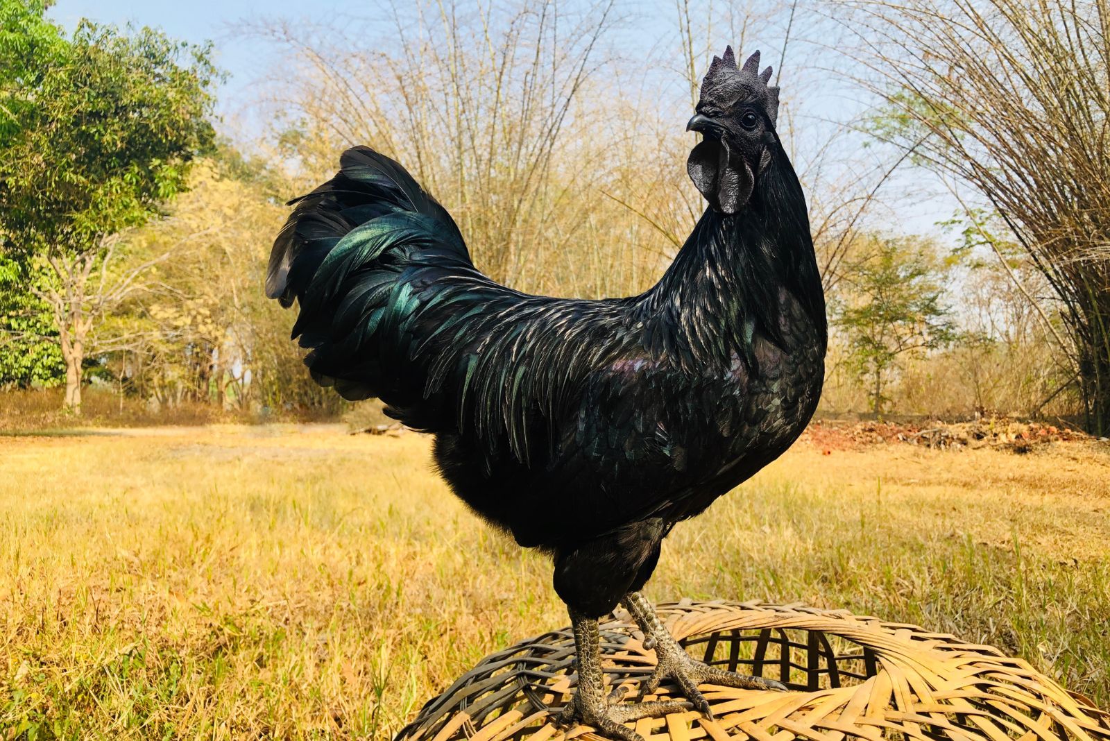 Ayam Cemani Chicken