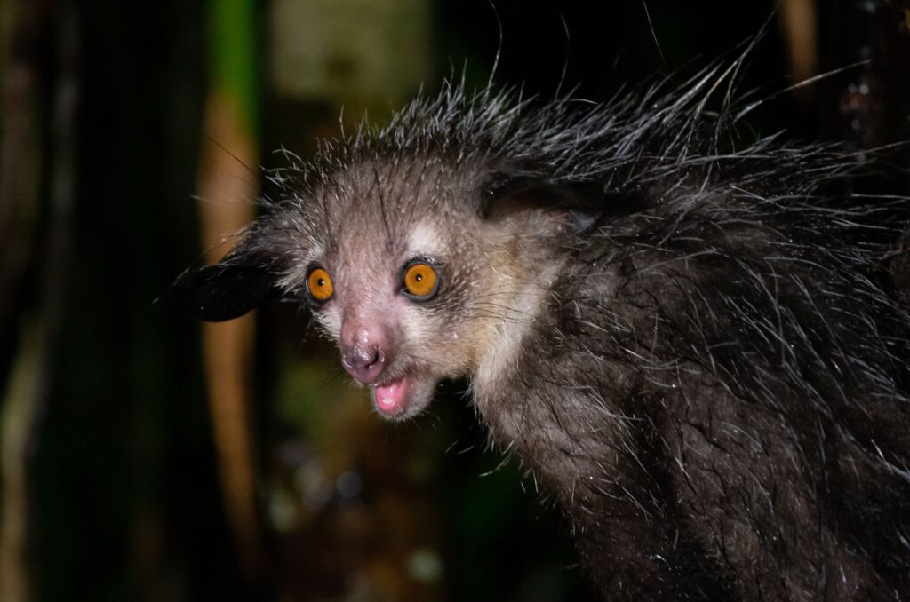 Aye-Aye