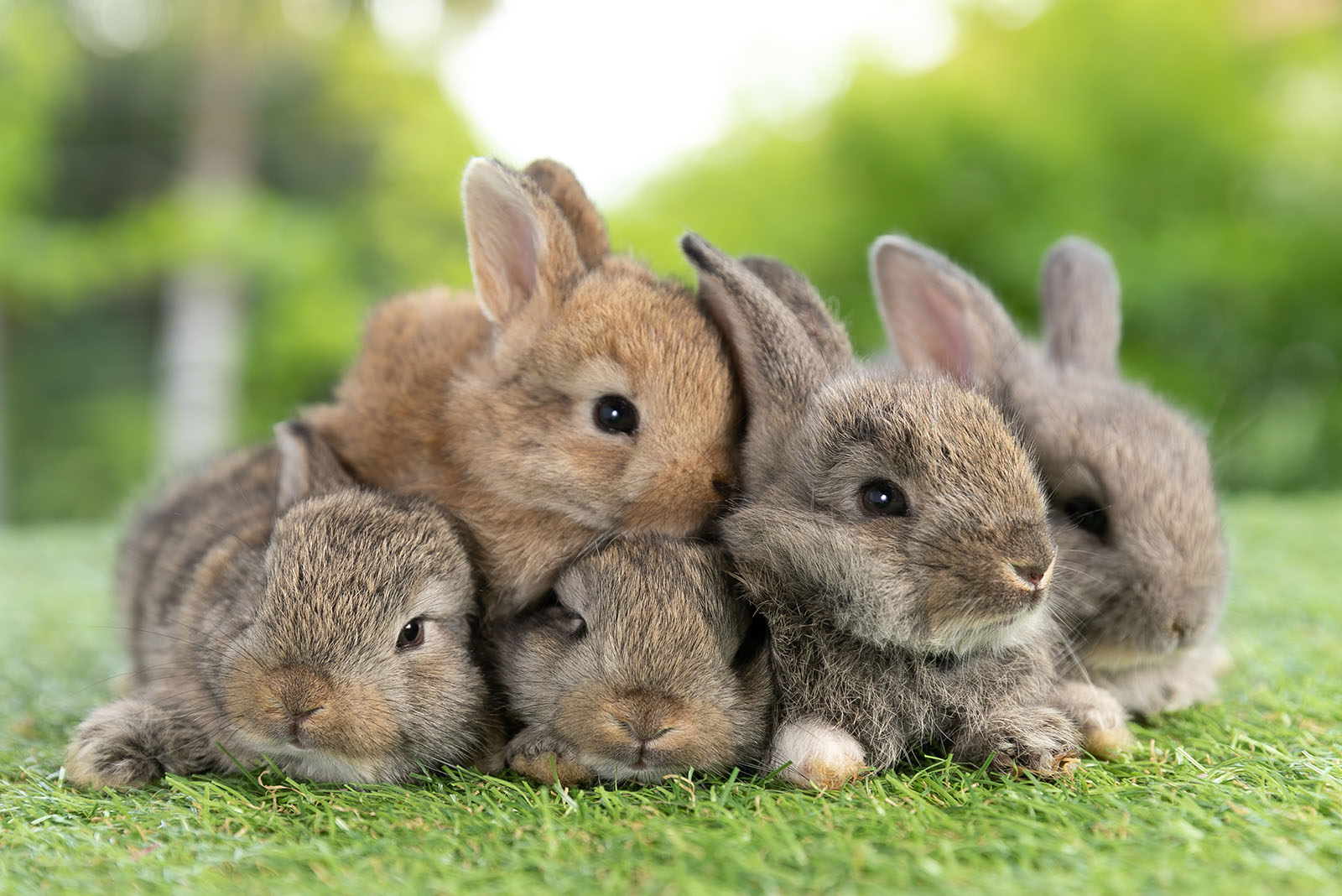 Baby Bunnies