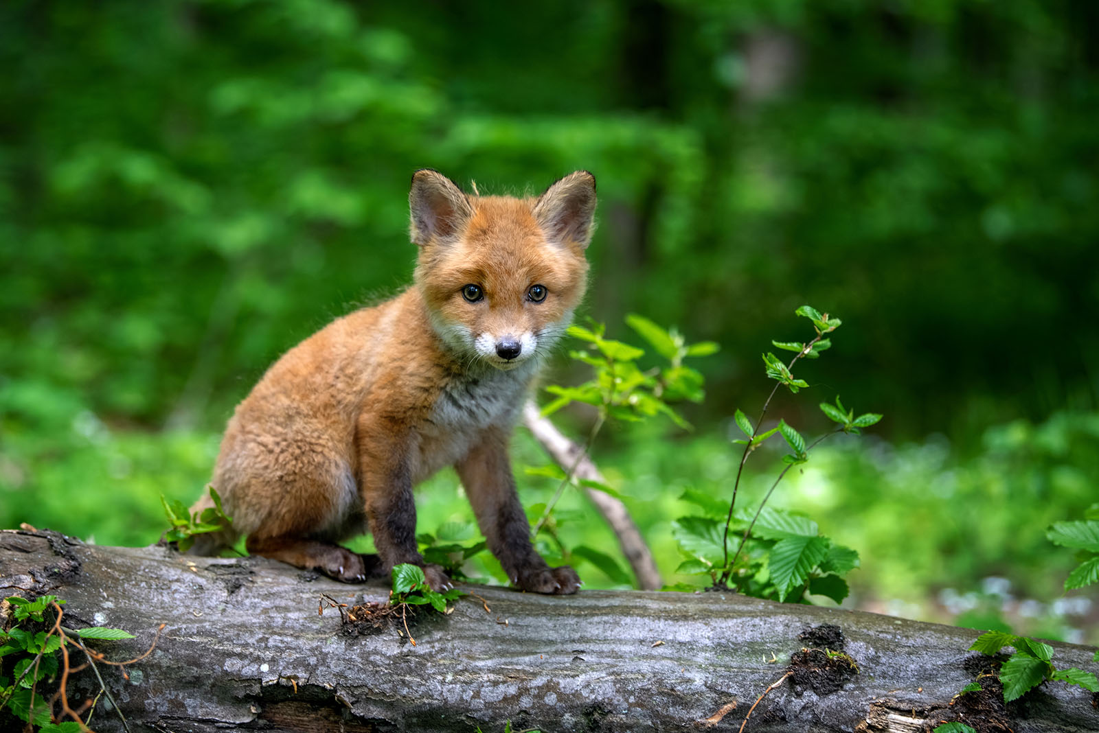 Baby Fox