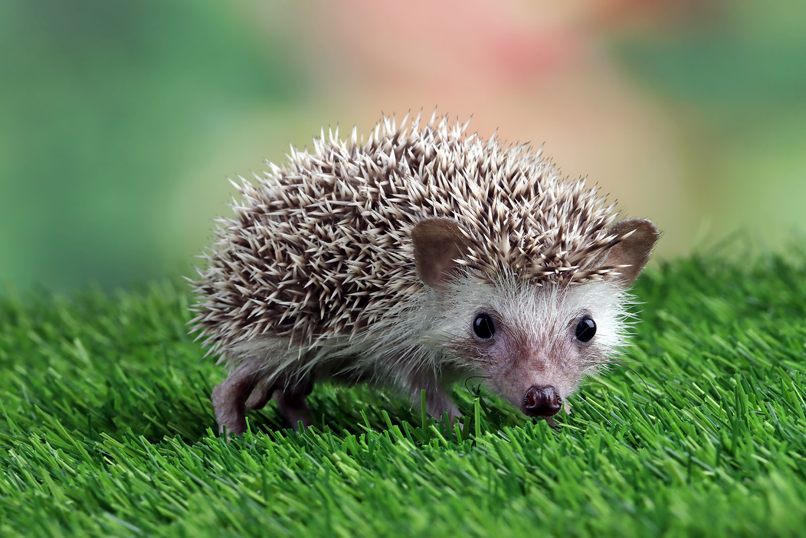 Baby Hedgehog