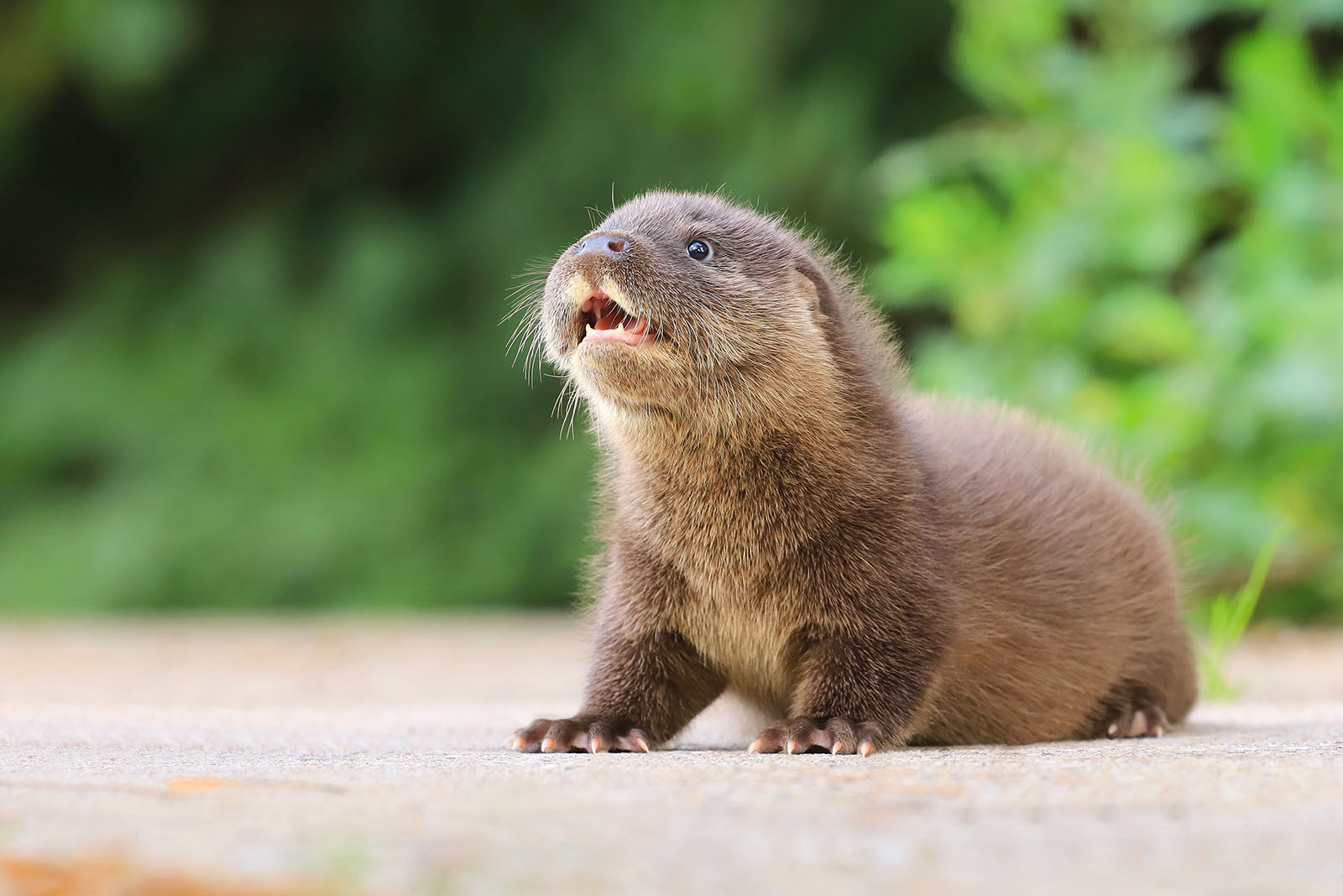 Baby Otter