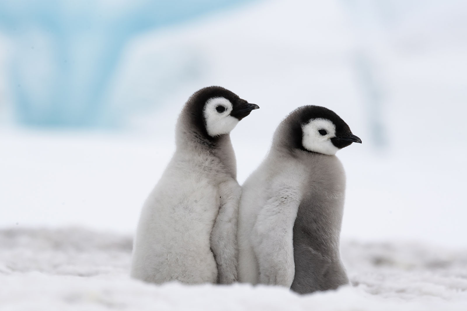 Baby Penguins