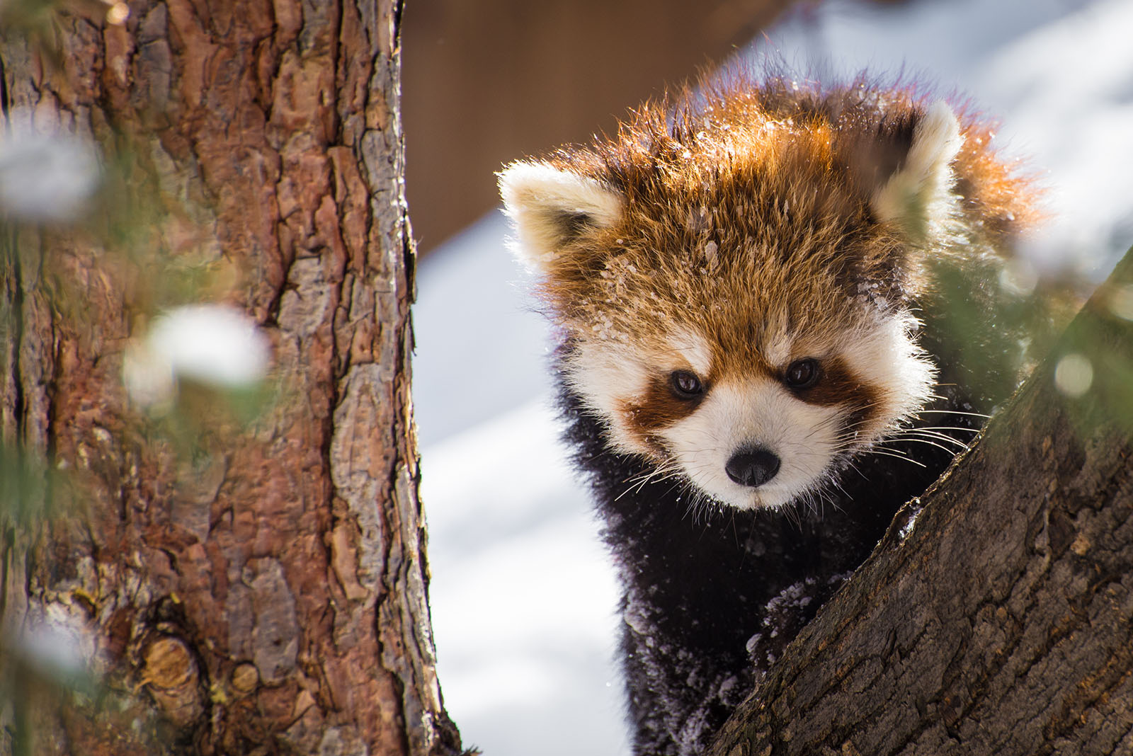 Baby Red Panda