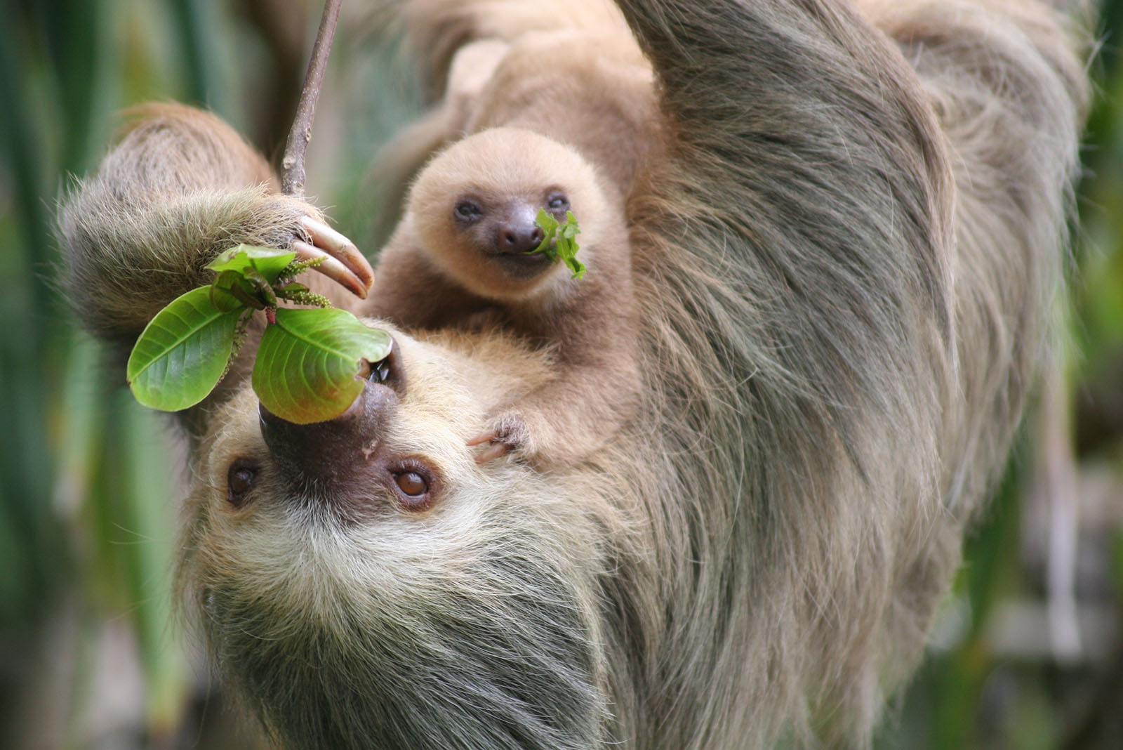 Baby Sloths