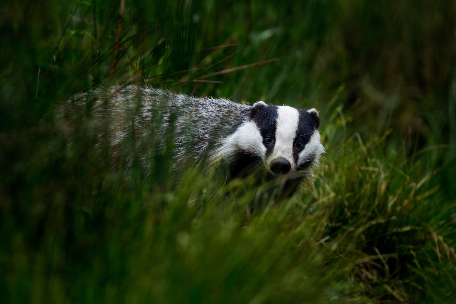 Badger