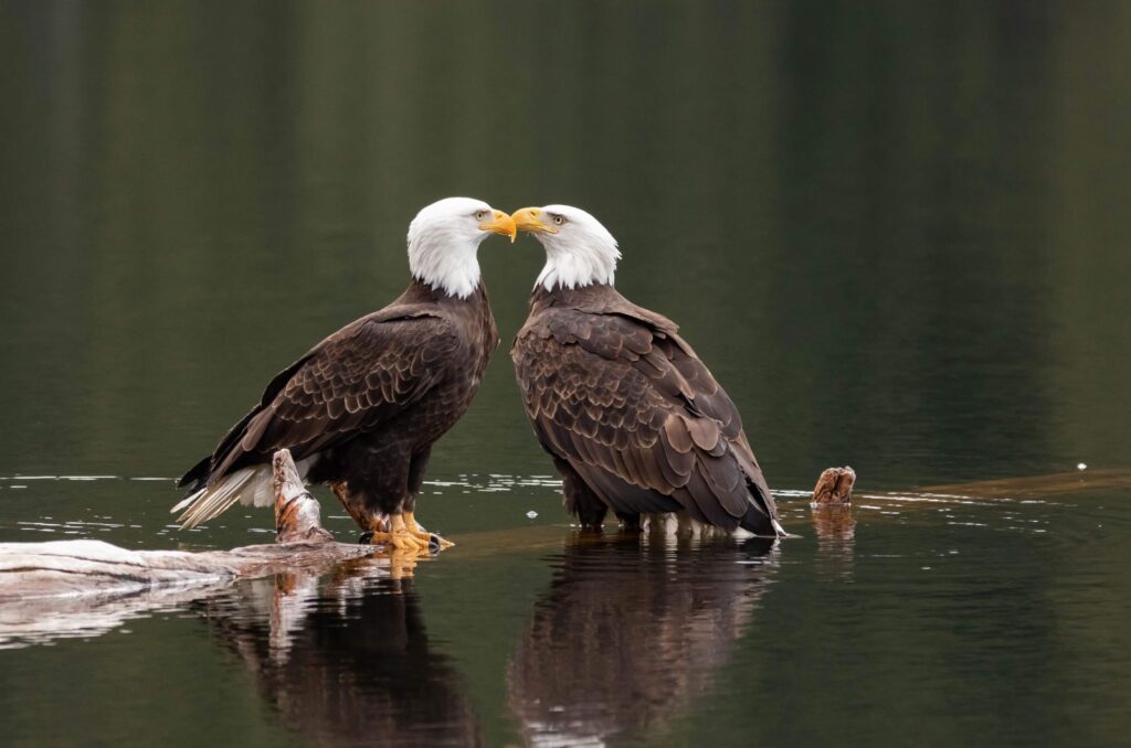 Bald Eagles