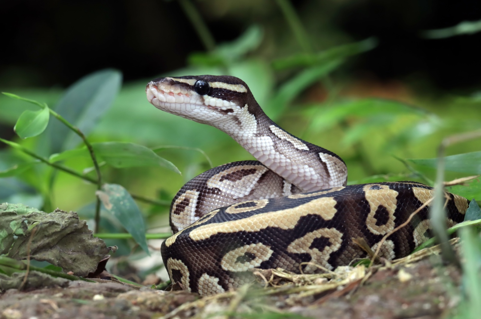 Ball phyton snake