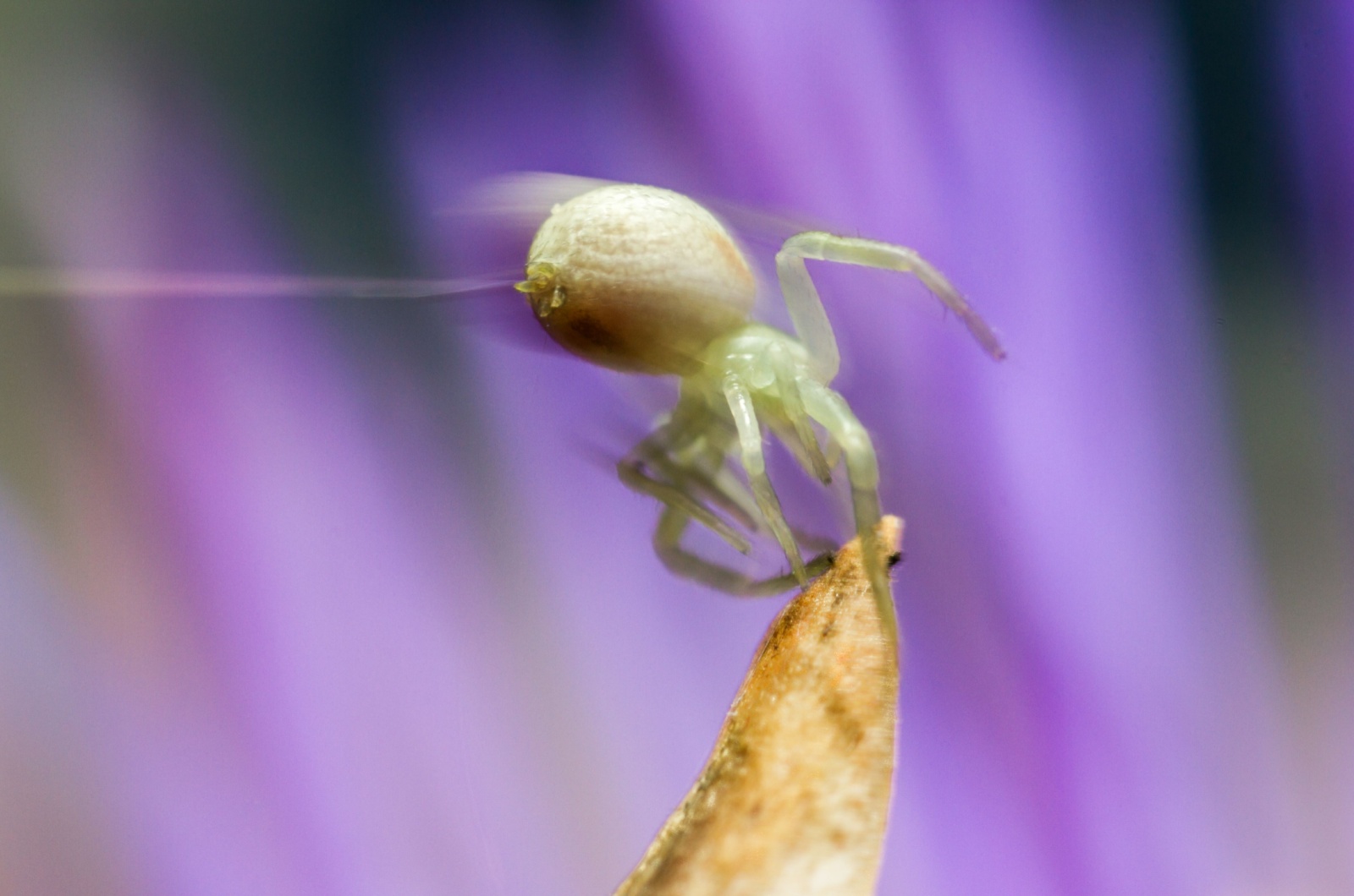 Ballooning Spider