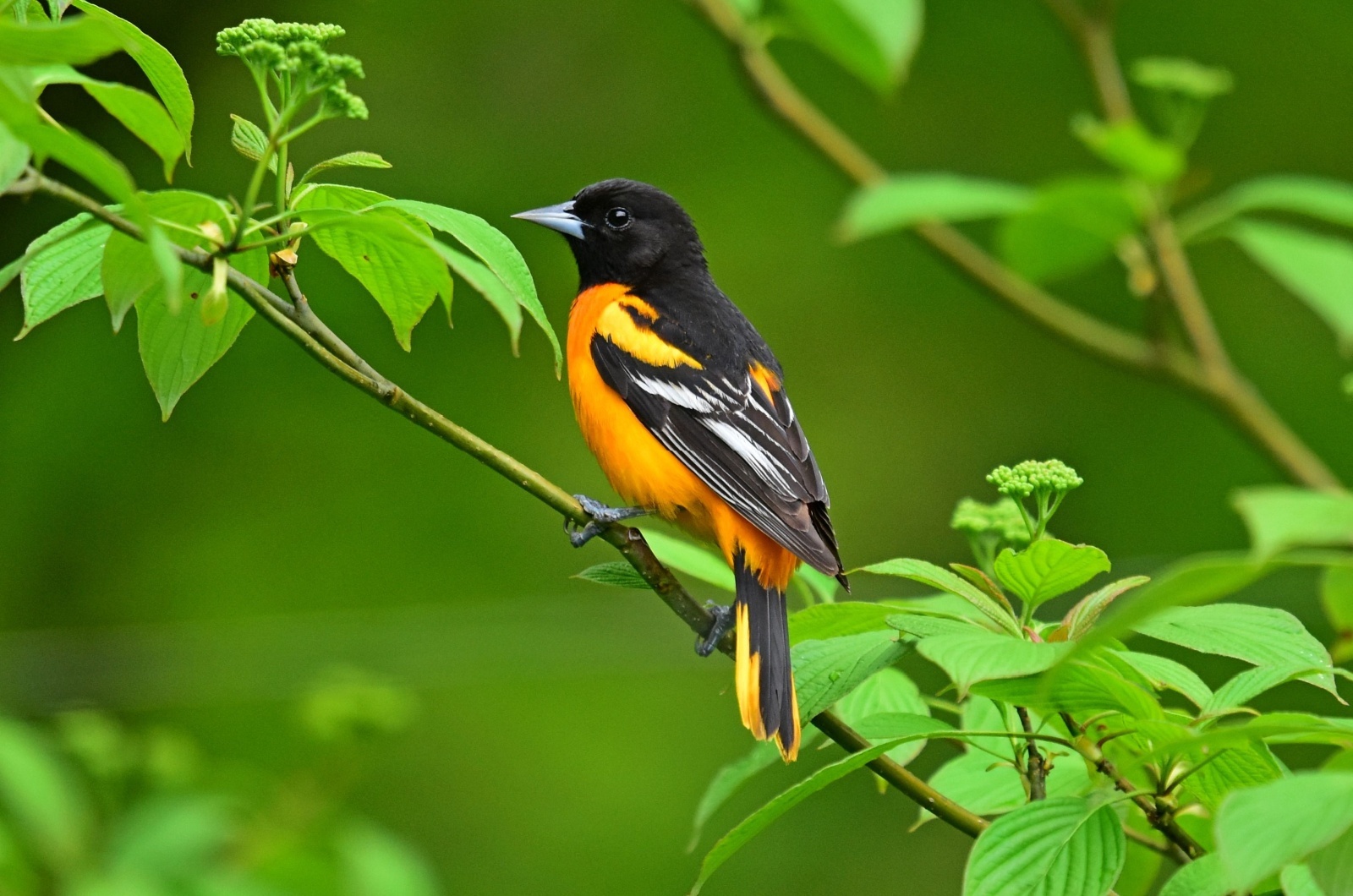 Baltimore Oriole