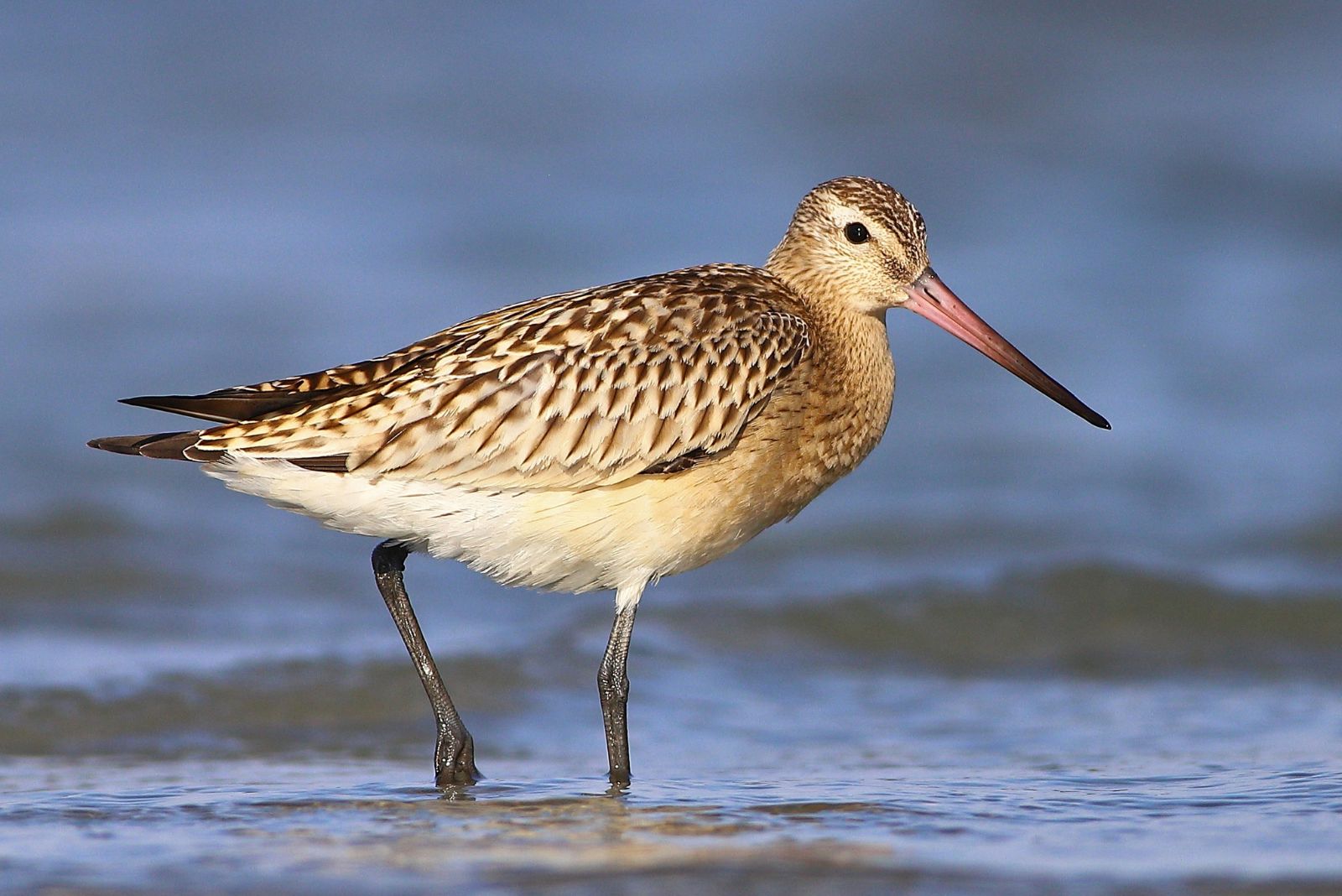 Bar-Tailed Godwit