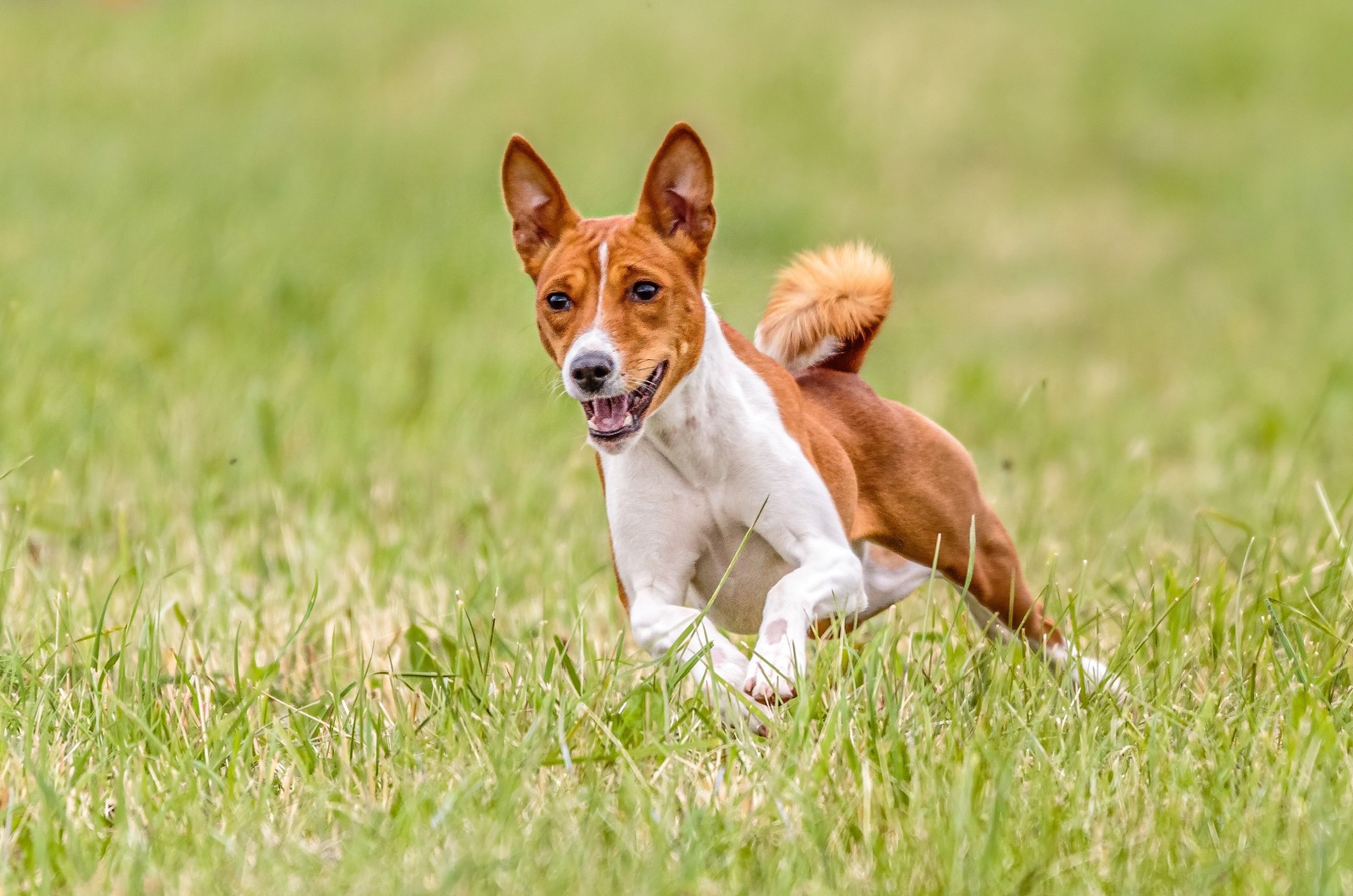 Basenji