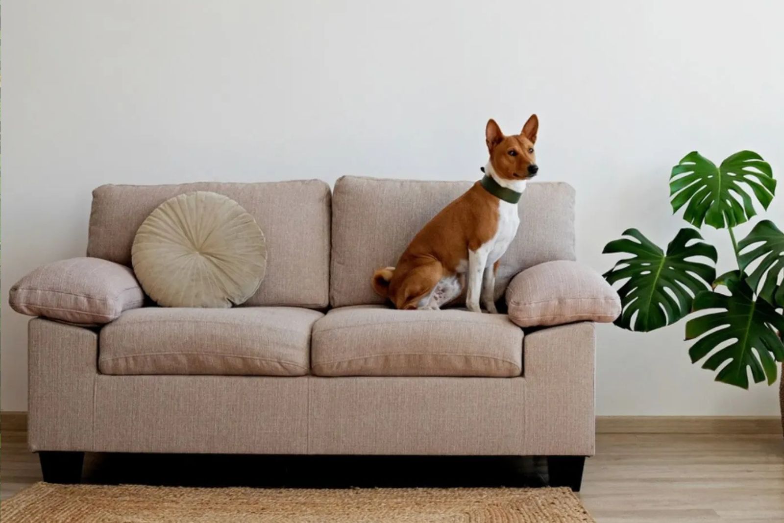 Basenji