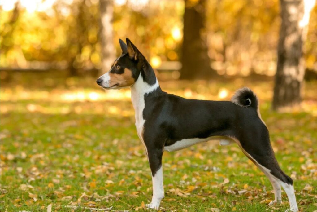 Basenji