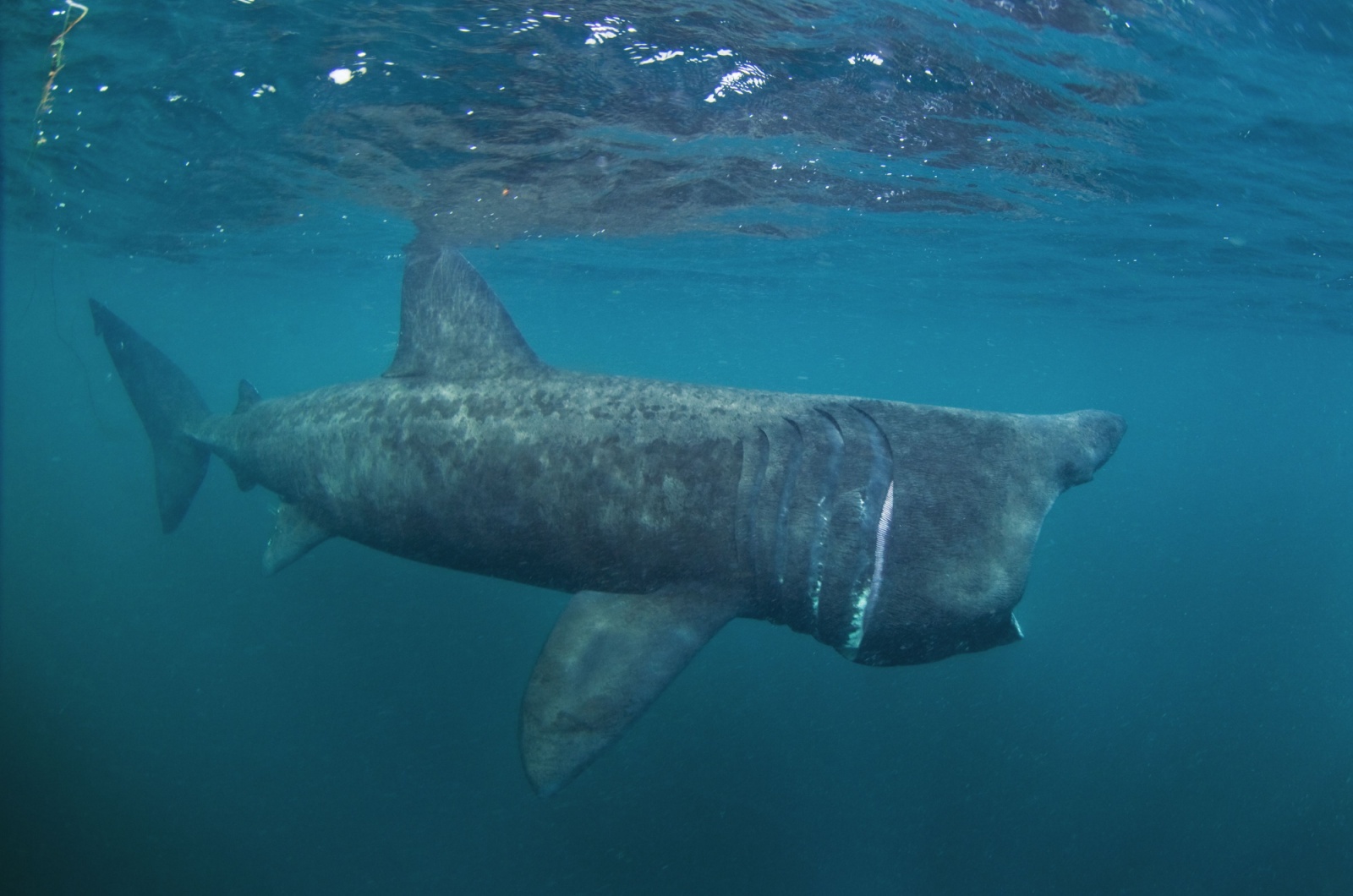 Basking Shark