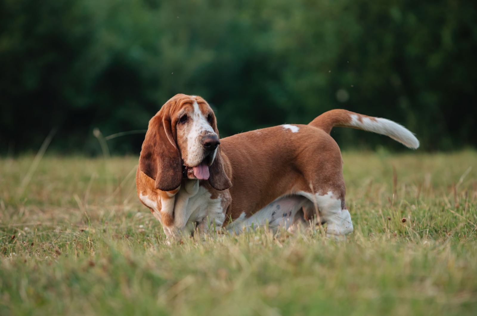 Basset Hound (1)