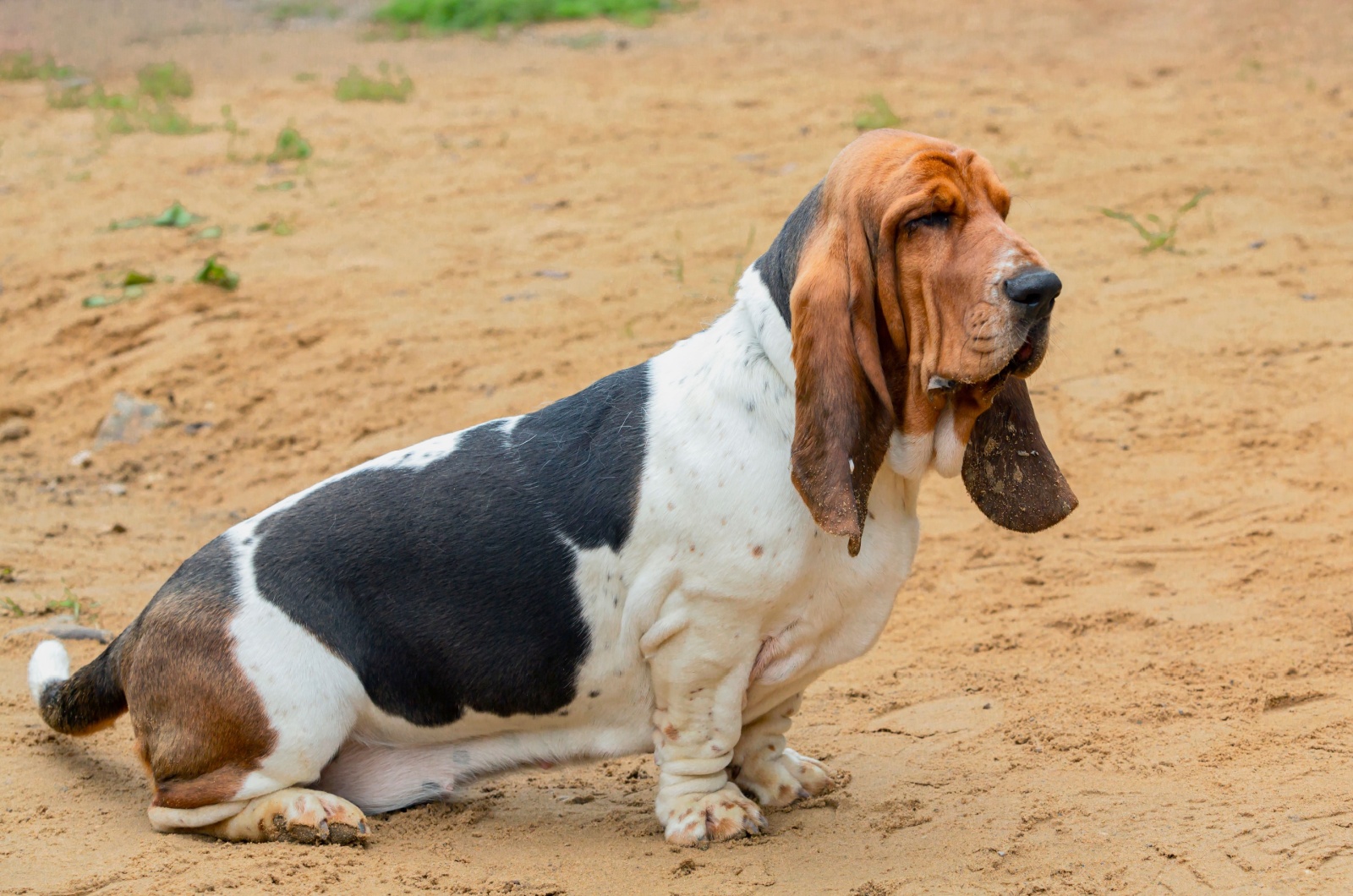 Basset Hound