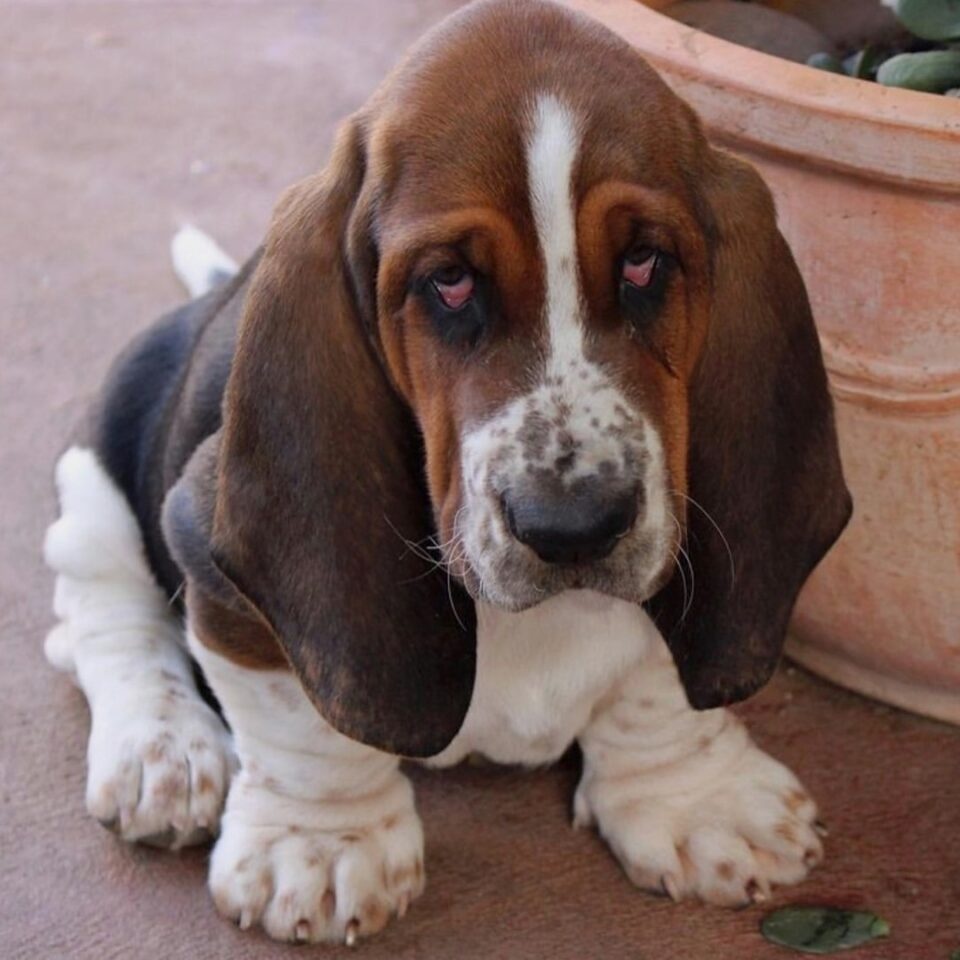 Basset Hound