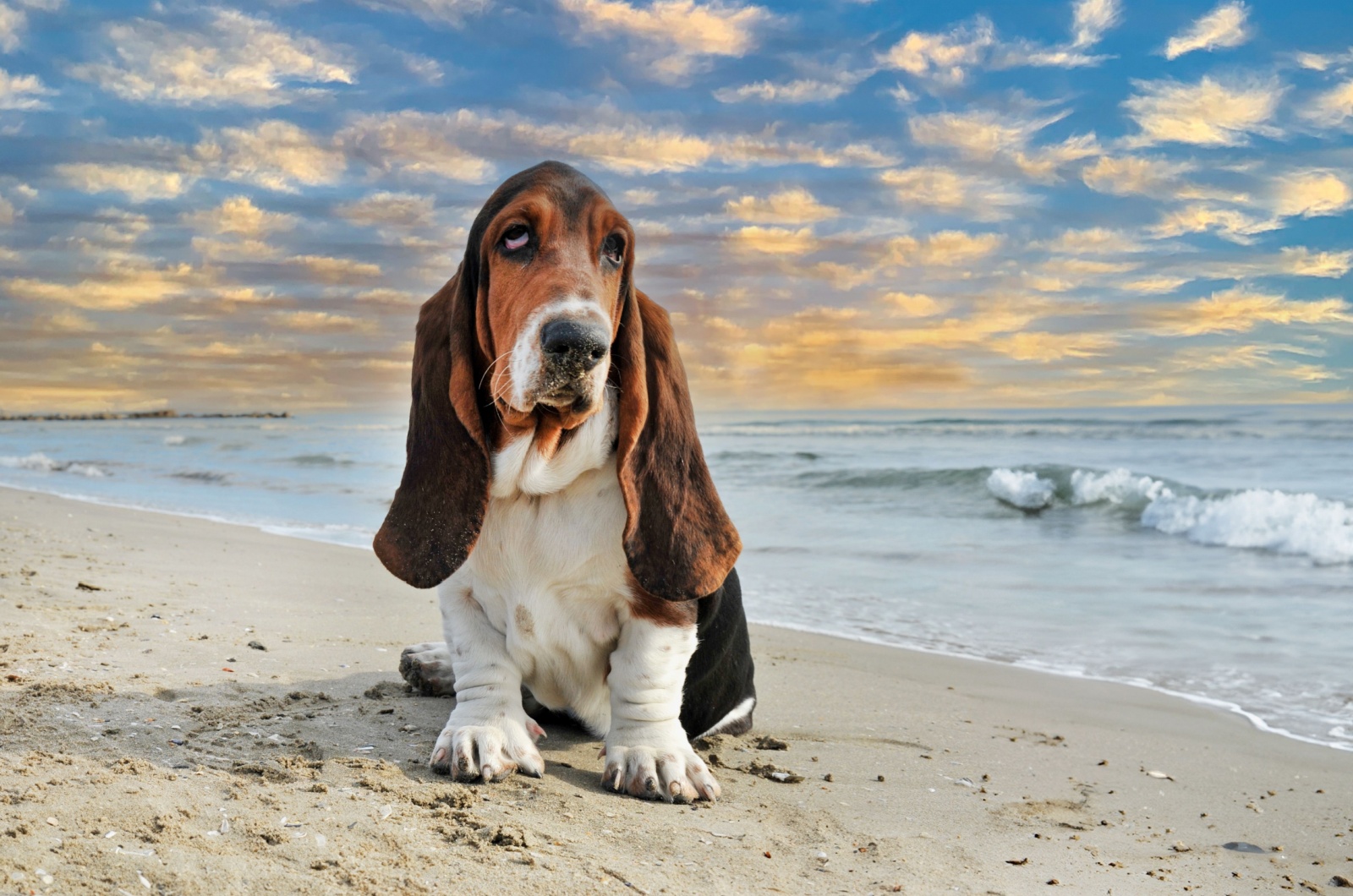 Basset Hound