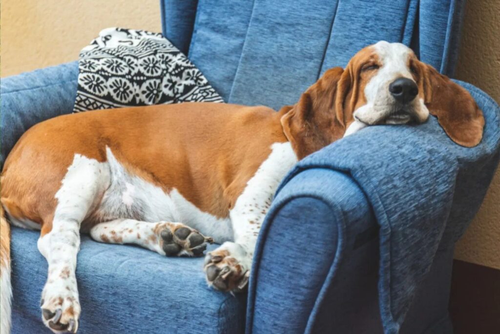 Basset Hound