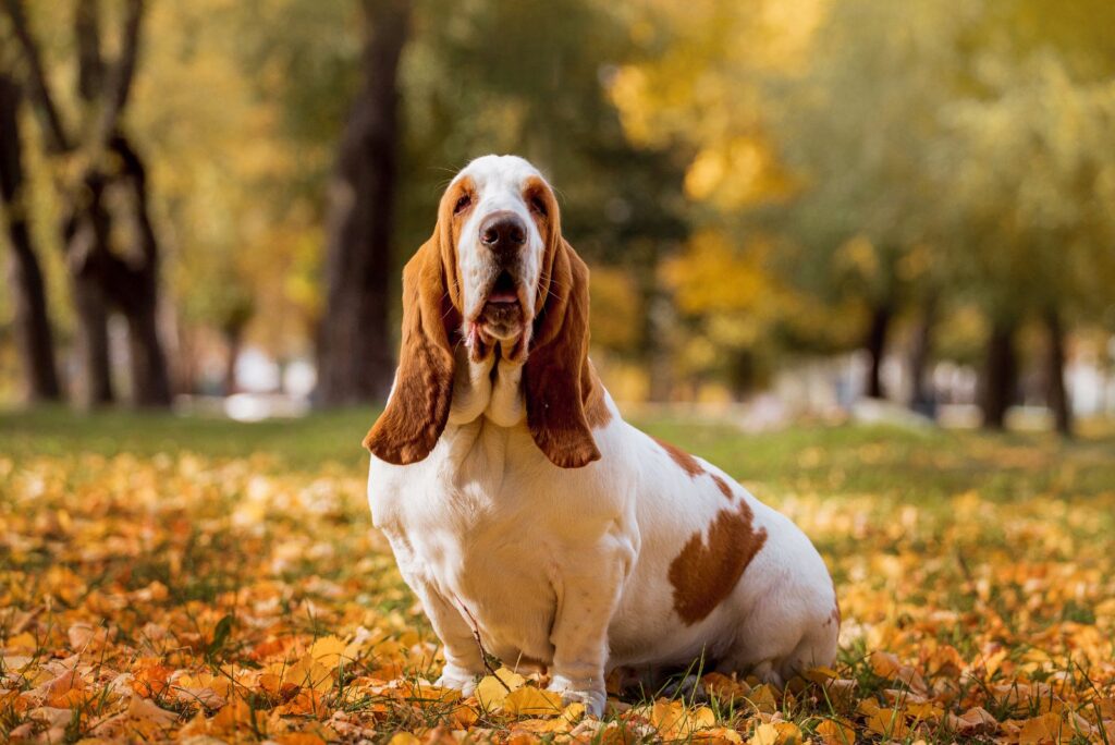 Basset Hound