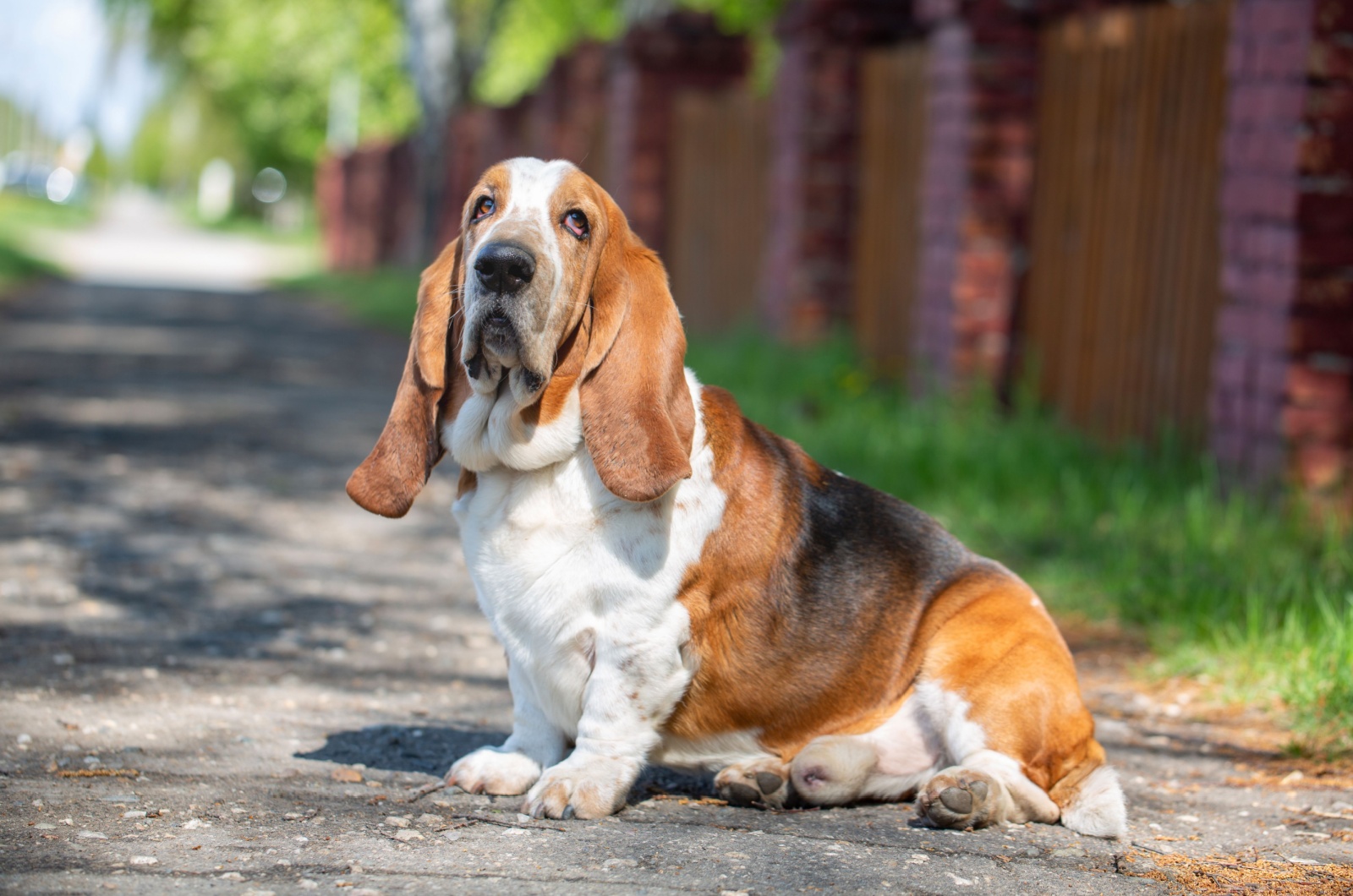 Basset Hound