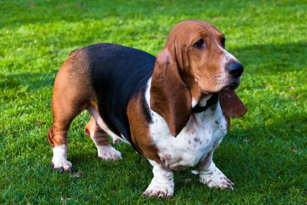 Basset Hound